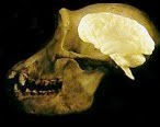 [primate-skull.jpg]
