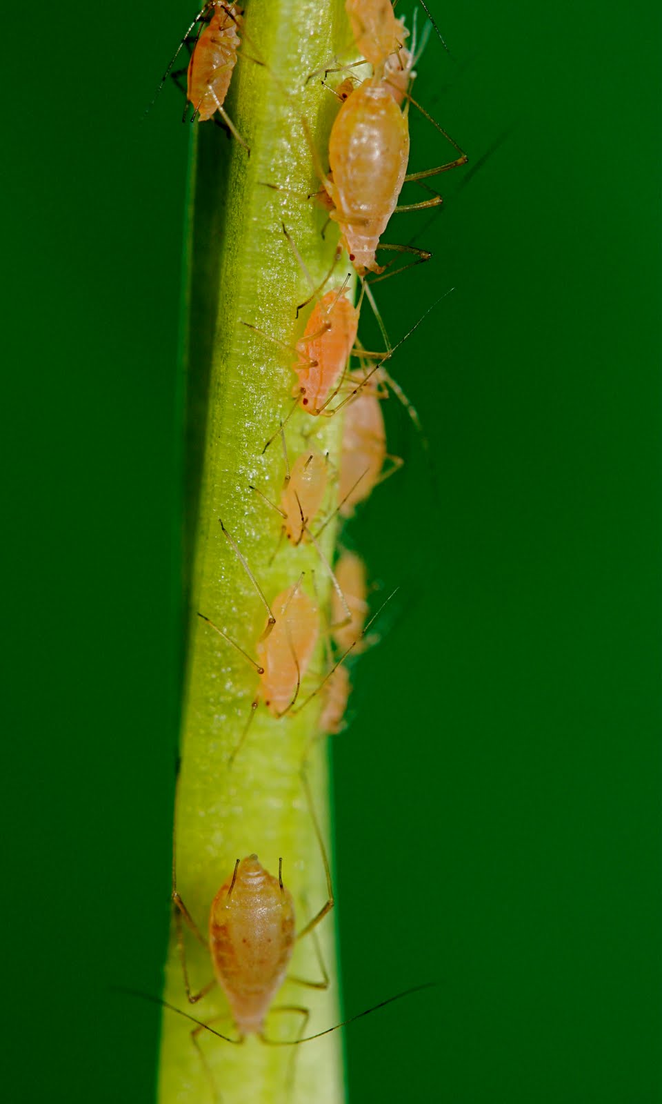 [aphid-stem.jpg]