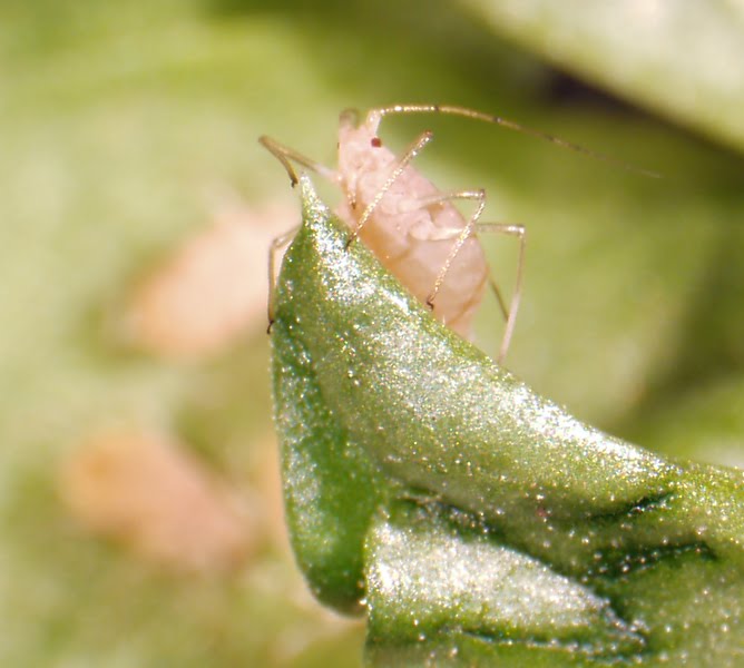 [aphid-1.jpg]