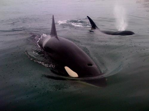 [03+Small+Pod+of+Orcas.jpg]