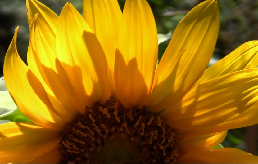 [sunflower-cclark.jpg]