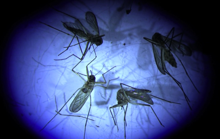 [mosquito-scope-cclark.jpg]