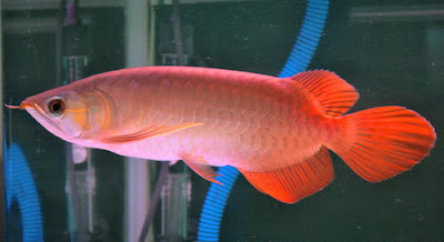 petshop: Jual Arwana Super Red size +/-24 cm (Rp. 4,800,000,-)