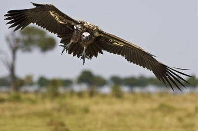 Avvoltoio%2520Volo.jpg