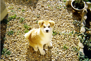 Yumi à 3 mois 1/2