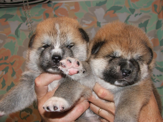 Male 2 et Male 1
