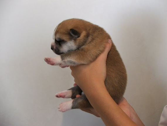 CHIOTS 1ère  SEMAINE