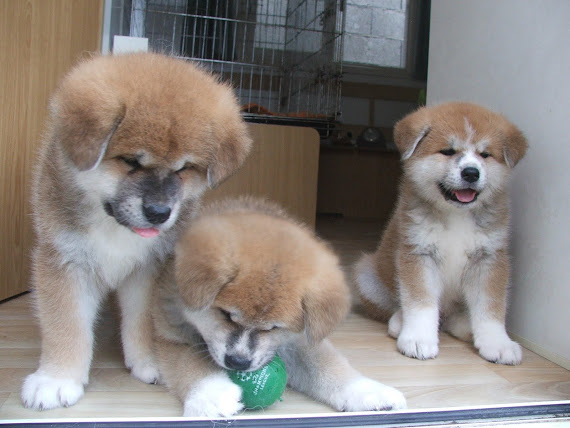 CHIOTS A 6 SEMAINES