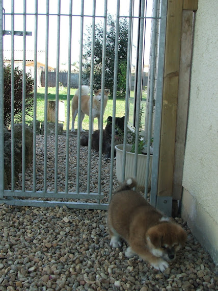 LES 2 JALOUSES DERRIERE...