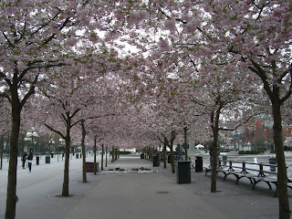 K%C3%B6rsb%C3%A4rstr%C3%A4d+i+Kungstr%C3%A4dg%C3%A5rden++4 - En kall söndag i maj med vila från träning