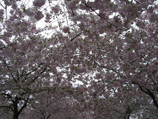 K%C3%B6rsb%C3%A4rstr%C3%A4d+i+Kungstr%C3%A4dg%C3%A5rden++6 - En kall söndag i maj med vila från träning