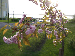 V%C3%A5rt+k%C3%B6rsb%C3%A4rstr%C3%A4d - Sommarkänslor och lycka