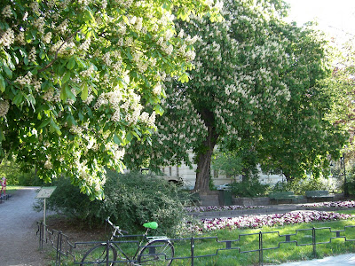 mixture+picture+March2009+315 - Mellan hägg och syrén på min joggingtur