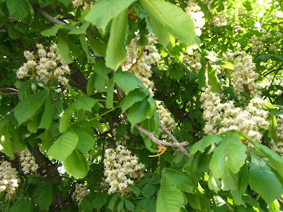 mixture+picture+March2009+318 - Mellan hägg och syrén på min joggingtur