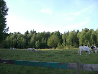 Hannas+%26+Simons+br%C3%B6llop+och+annat+313 - Kossor längs min cykelväg