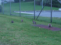 CIMG4603 - Kaniner på mina morgonpromenader