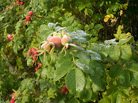 CIMG5009 - Höstpromenad i Kallhäll