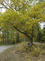 CIMG5100 - Undvik förkylningar