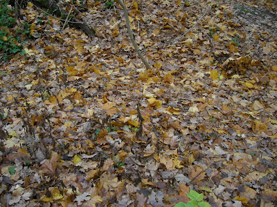 CIMG5908 - Promenader - bra för både kropp och knopp