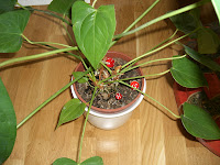 CIMG6303 - Julpynt, lax och första snön