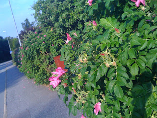 morgonpromenad+001 - Måndag morgon med skön powerwalk