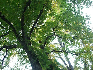 Humleg%C3%A5rden+en+kall+och+klar+h%C3%B6stmorgon+5 - En vacker höstmorgon i Stockholm