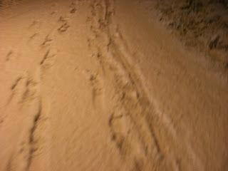 F%C3%B6rsta+sn%C3%B6n+oktober+2010+2 - Morgonpromenad i första snön