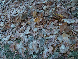 CIMG9985 - Kallt, frostigt och vackert