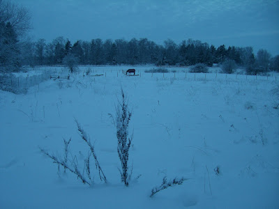 H%25C3%25A4st%2Bp%25C3%25A5%2Bjulafton - Julaftonspromenad