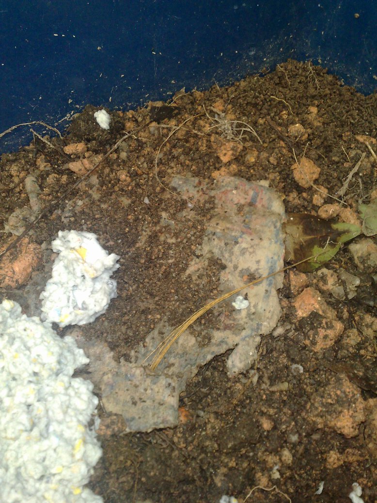 LIFE IN DIGITAL COLOUR Project Earthworms How to Process Food For