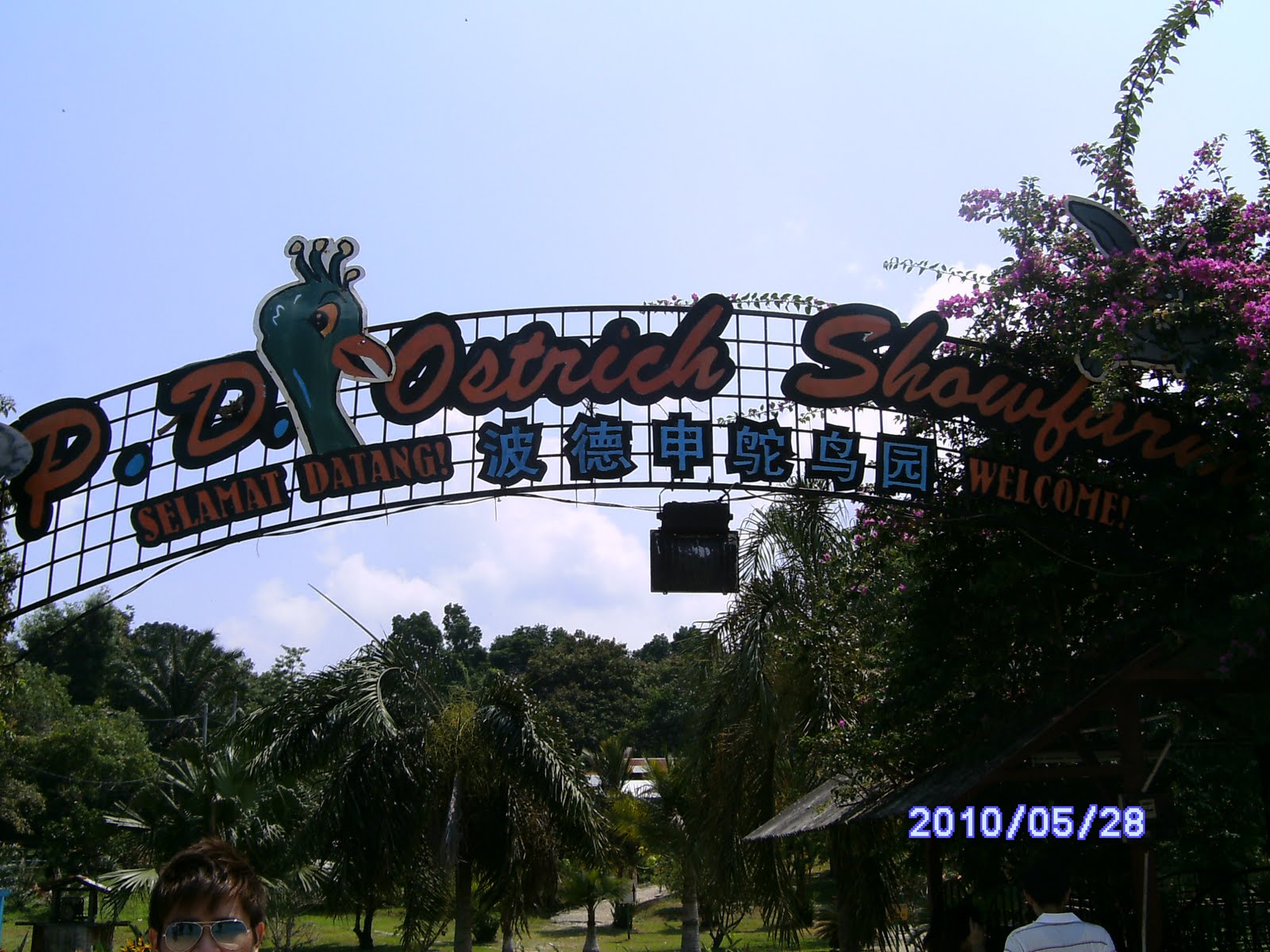 Charine's Blog: Port Dickson Trip 3 (Ostrich Farm or Cow Farm??)