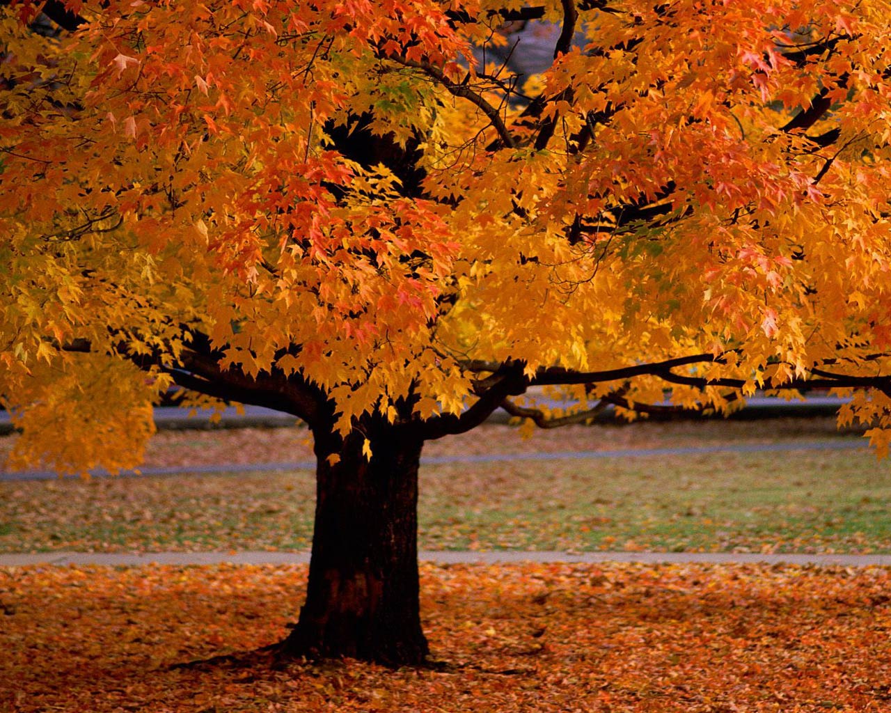 [autumn_tree.jpg]