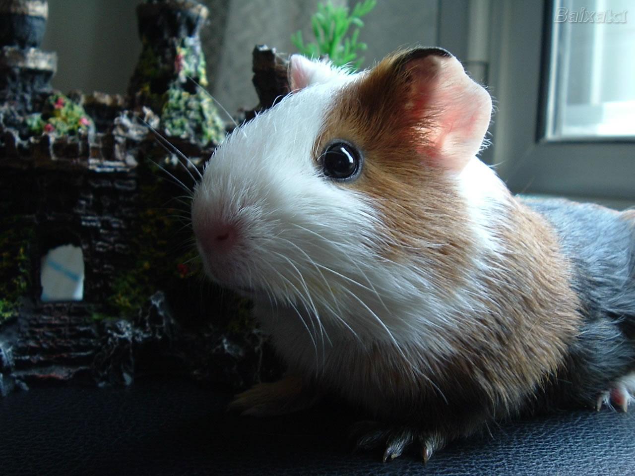 Amo porquinhos da india.com: Onde comprar porquinhos da india