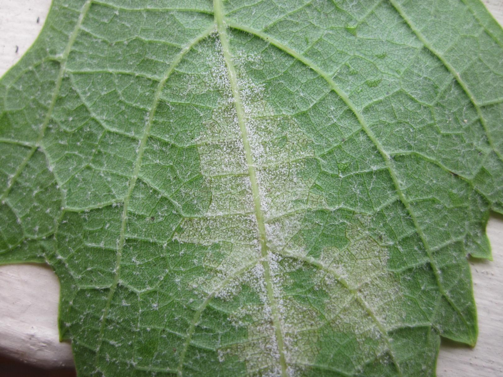 Darling Vines Downy Mildew