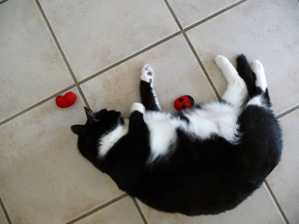 Sammy Says Thank You Angel And Isabella For Being So Thoughtful I Love My New Cat Toys