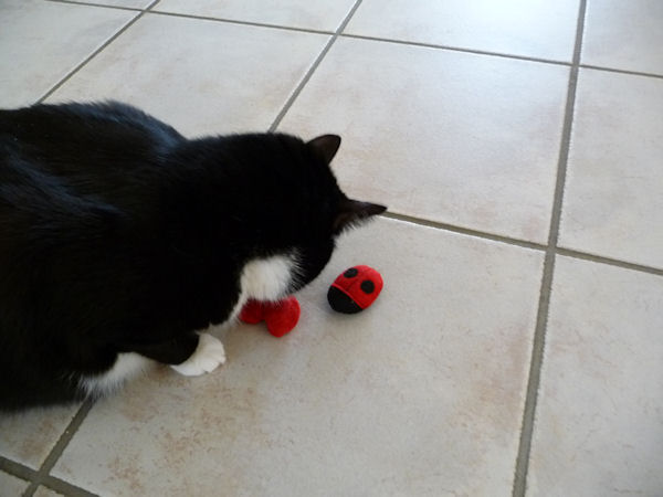 There Was A Surprise In The Package From Sammys Furiends Angel Isabella Too Heres Sammy Inspecting Little Ladybug And Bean Thingy