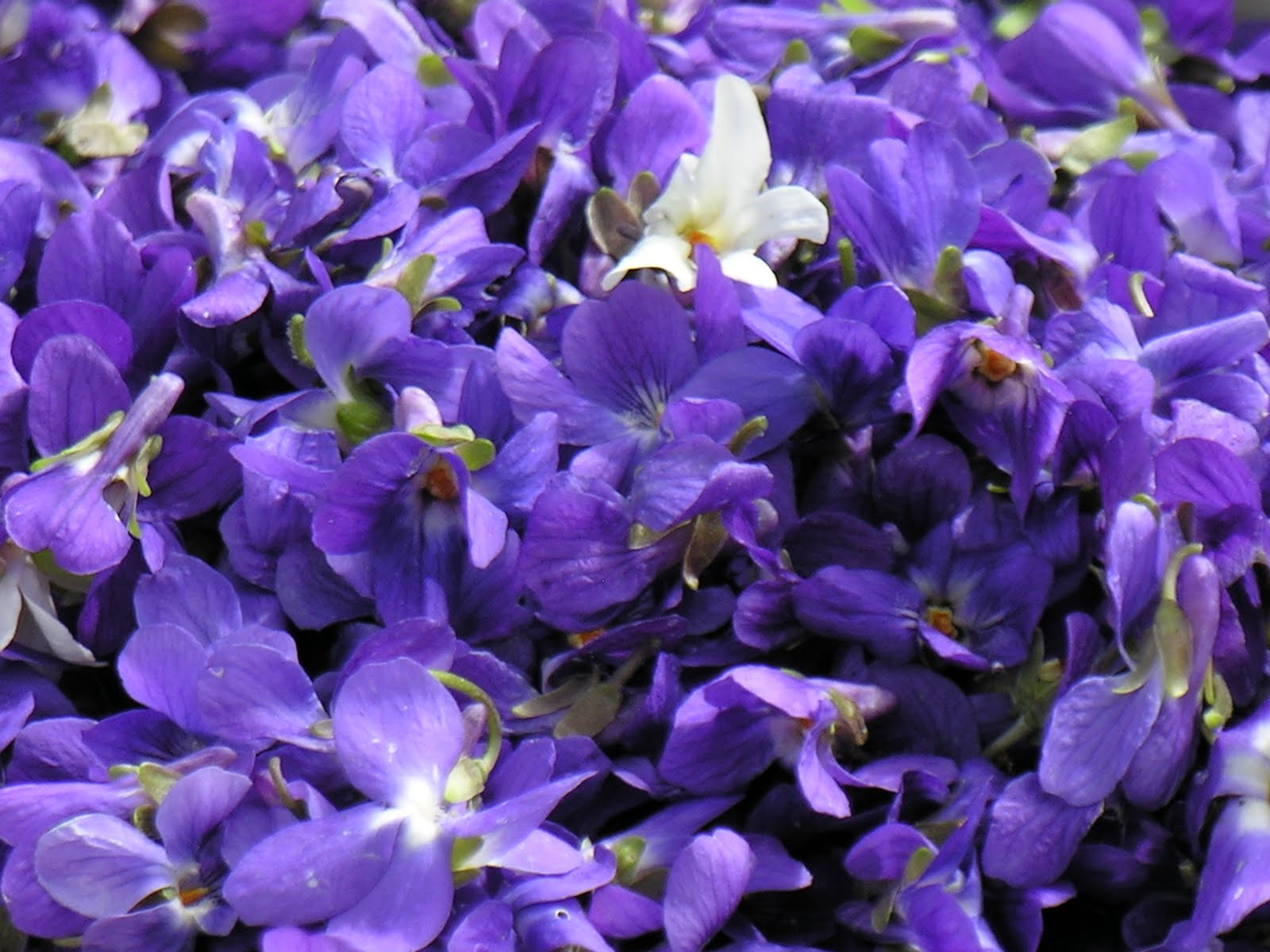 A Fleur de Goût Gelée de Violettes (printemps)