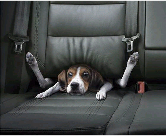[dog+stuck+in+seat.jpg]