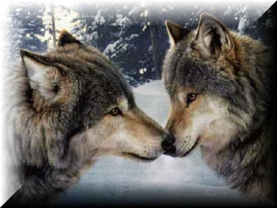[two+wolves.bmp]