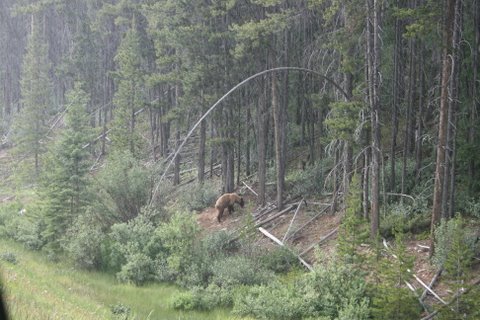 [Grizzly+Baker+Creek.JPG]