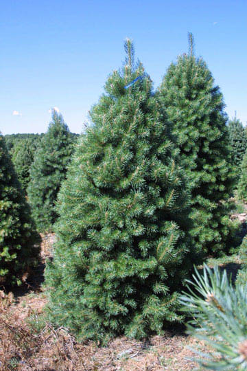 Funny Family Near The Christmas Tree. Stock Photo - Image ...