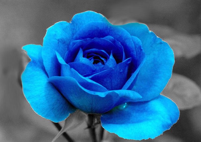 Single Blue Rose Flower Images & Pictures - Becuo