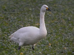 Bewick's Swan by Bob Hazell