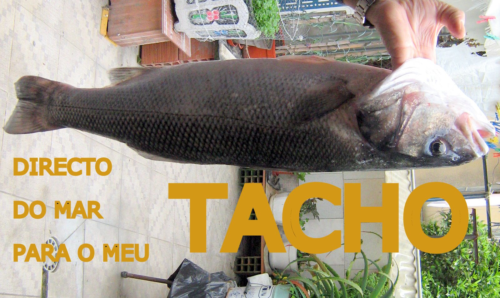 [COMIDA+MAIS+QUE+BOA+127.jpg]