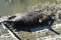 beaver fieldtrip