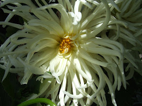 dahlia-white