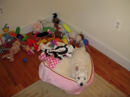 [Julep+resting+with+toys.jpg]