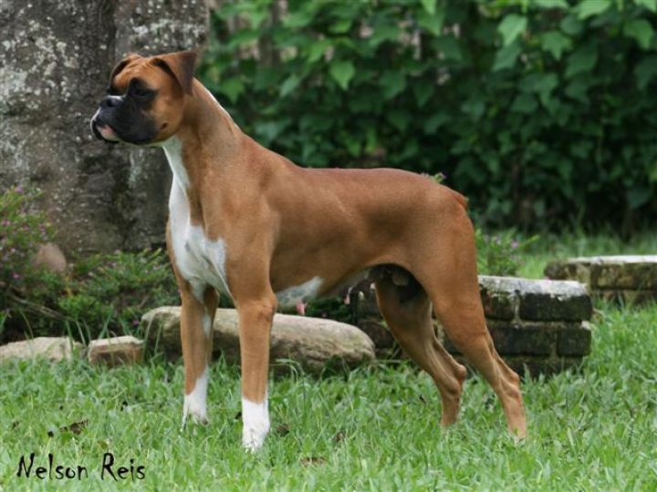 Canil Lord Manske - Canil de Boxer | cachorroidealoficial