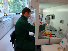 Vorbereitung für den MTT-Test