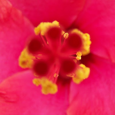 hibiscus fleur étamine guimauve culture confiture pidic encadrees photoblog bordeaux